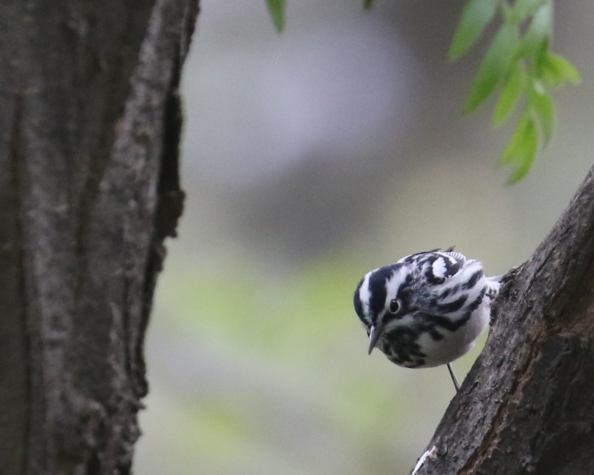 Black-and-white Warbler - ML618871993