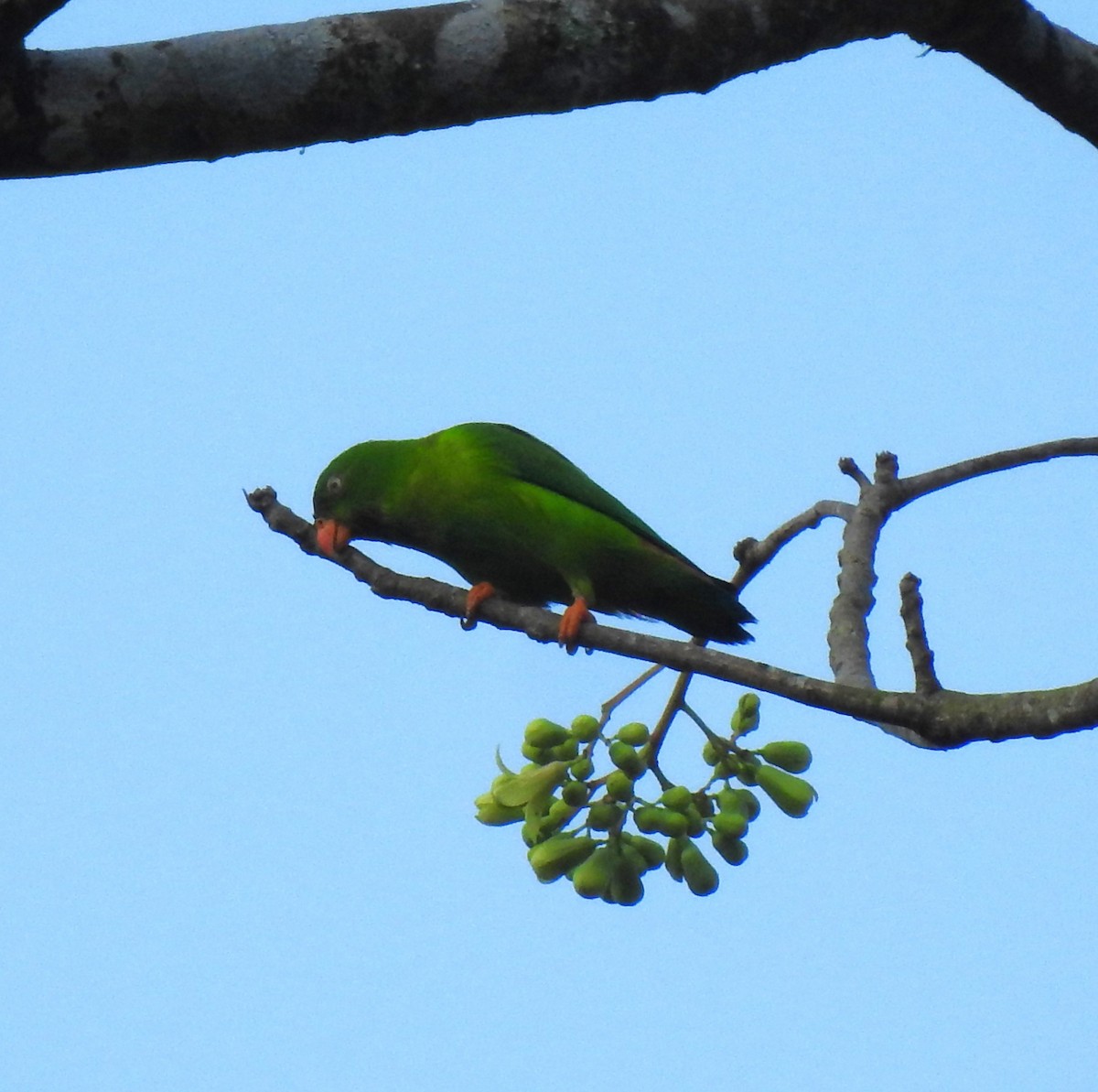 Vernal Hanging-Parrot - Prabhudatta Bal