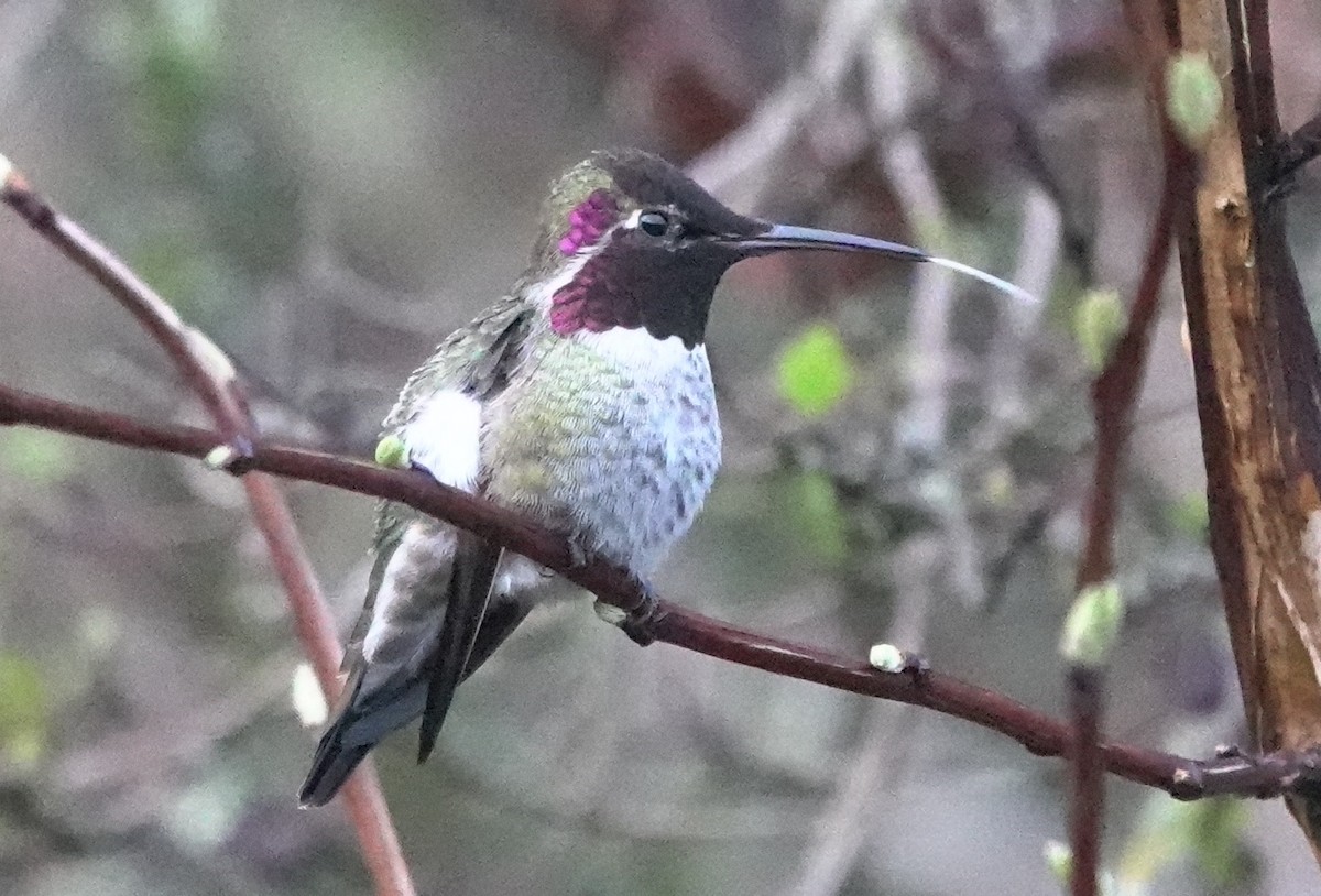 Anna's Hummingbird - ML618872062