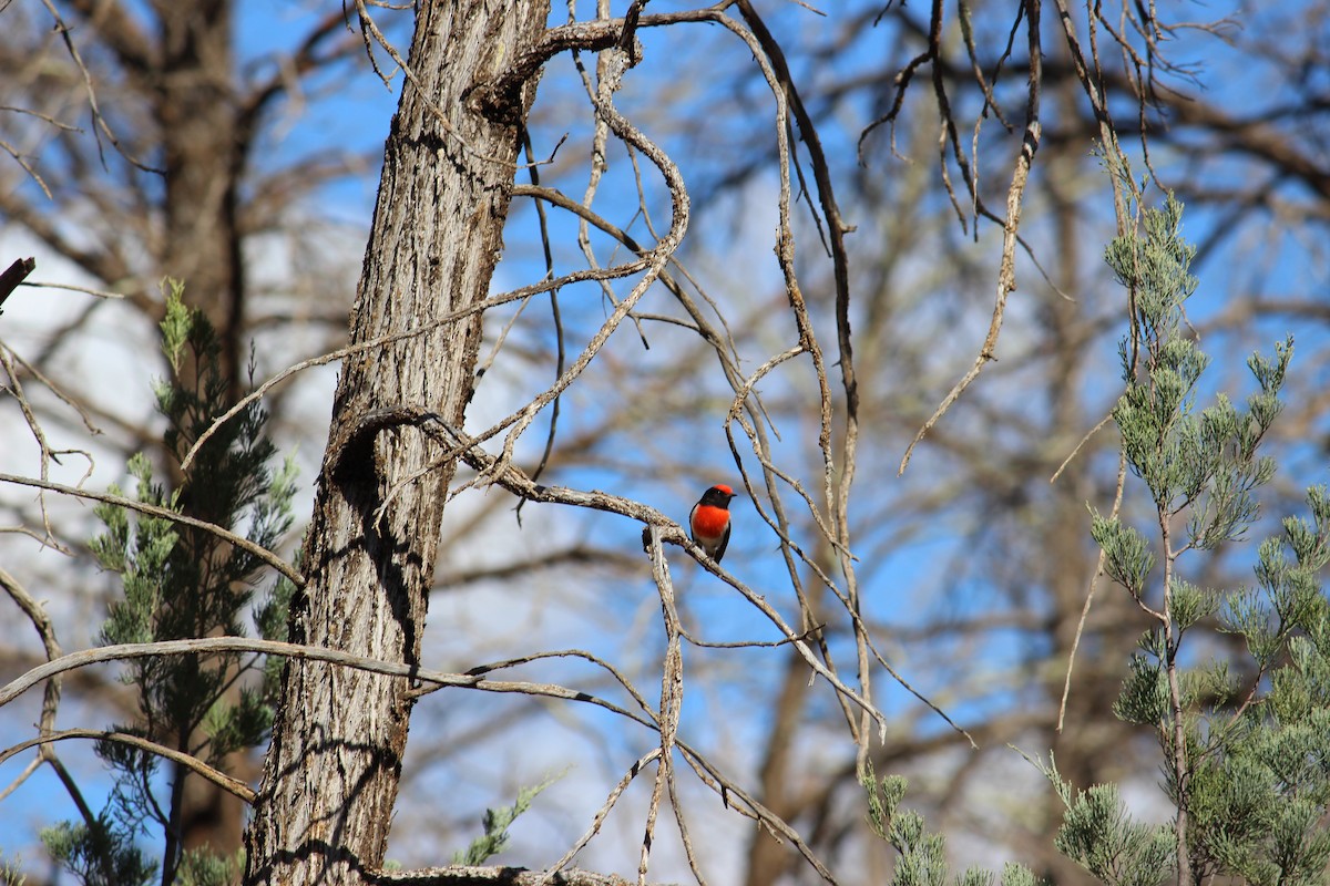 Red-capped Robin - ML618872063