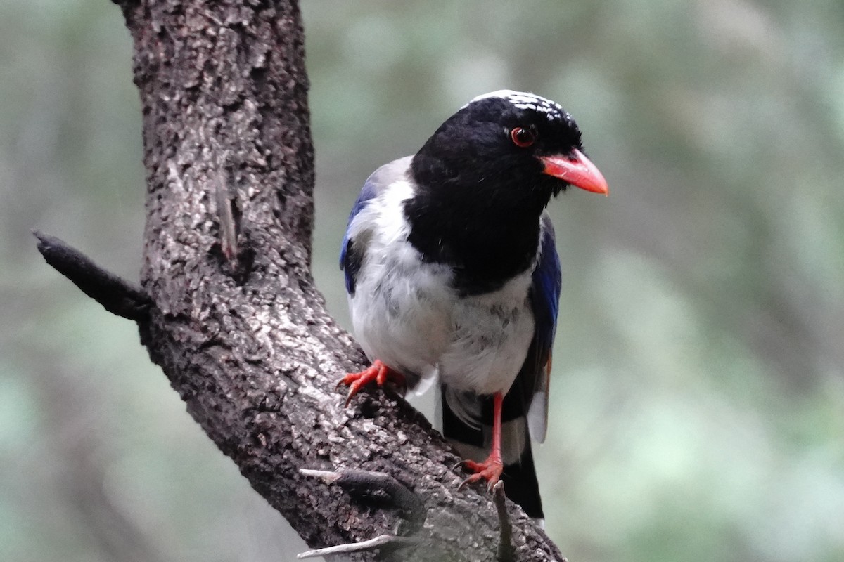 Red-billed Blue-Magpie - Tianli Zhao