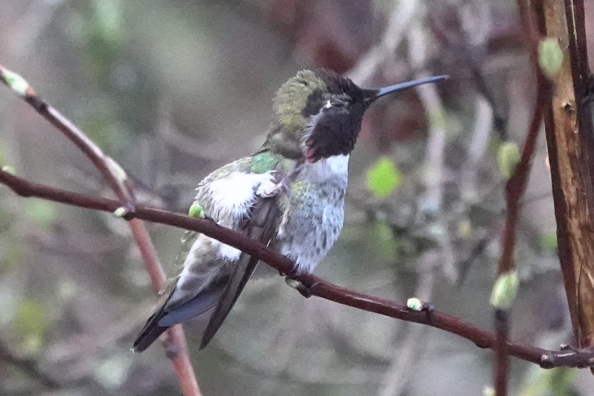 Anna's Hummingbird - ML618872066