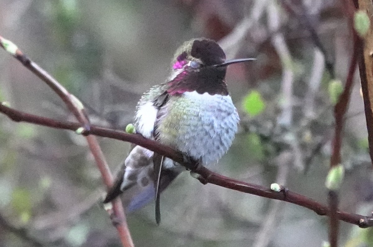 Anna's Hummingbird - ML618872068