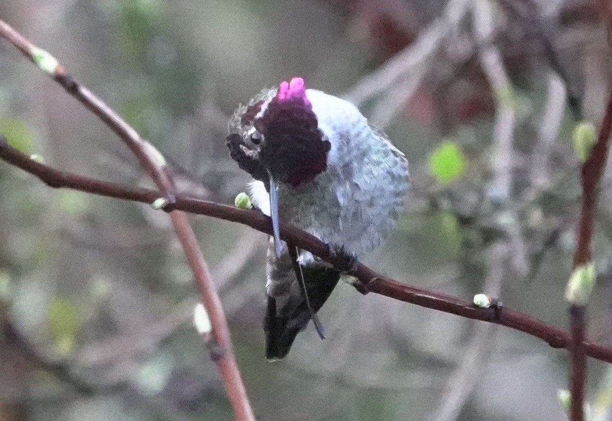 Anna's Hummingbird - ML618872074