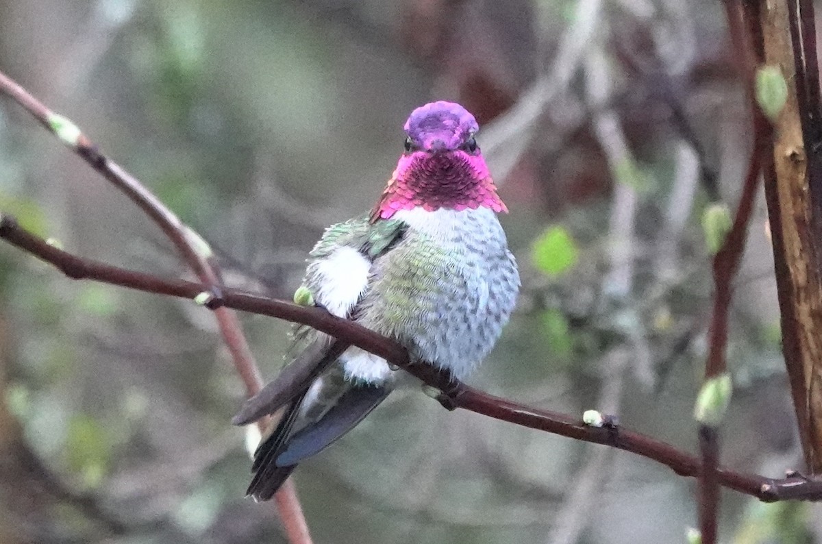 Anna's Hummingbird - ML618872080