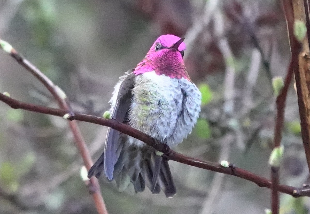 Anna's Hummingbird - ML618872082
