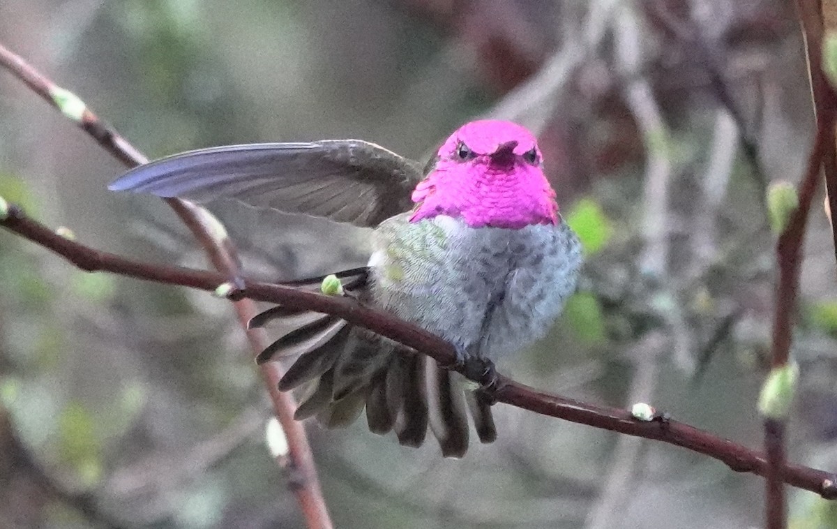 Anna's Hummingbird - ML618872086