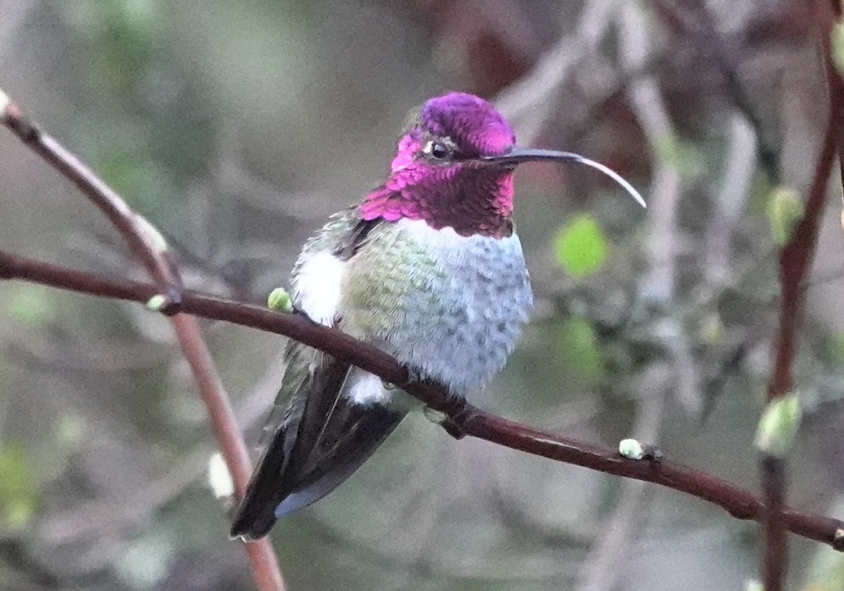 Anna's Hummingbird - ML618872088