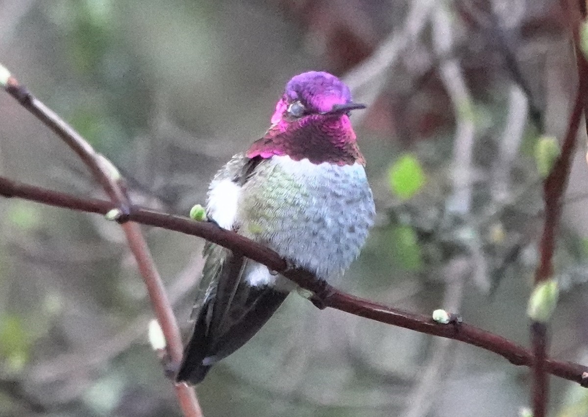 Anna's Hummingbird - ML618872092