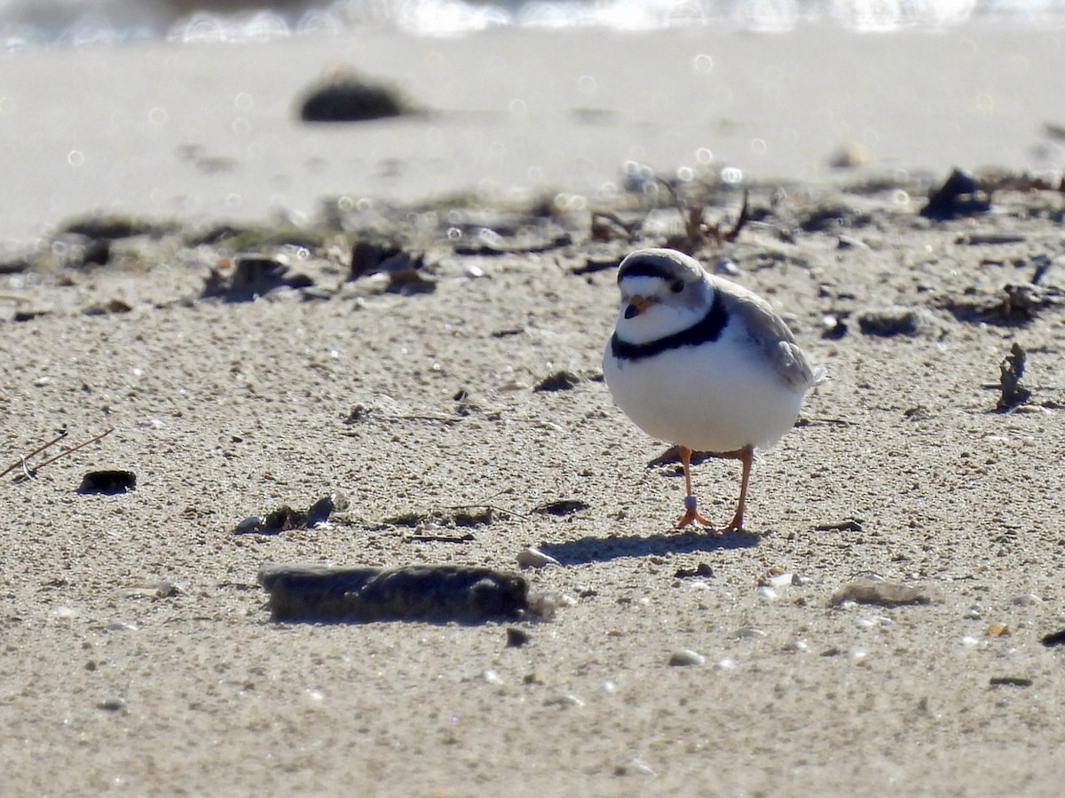 Piping Plover - ML618872118