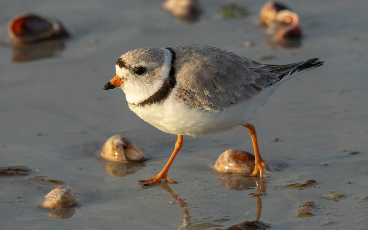 Piping Plover - ML618872120