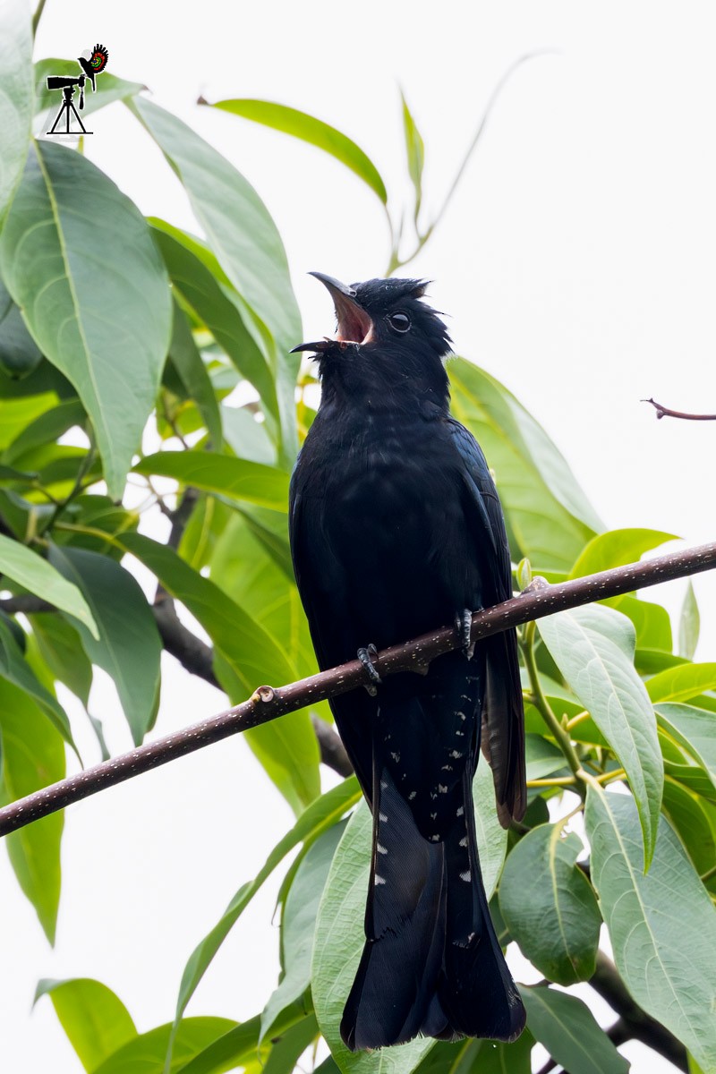 Square-tailed Drongo-Cuckoo - Uday Agashe