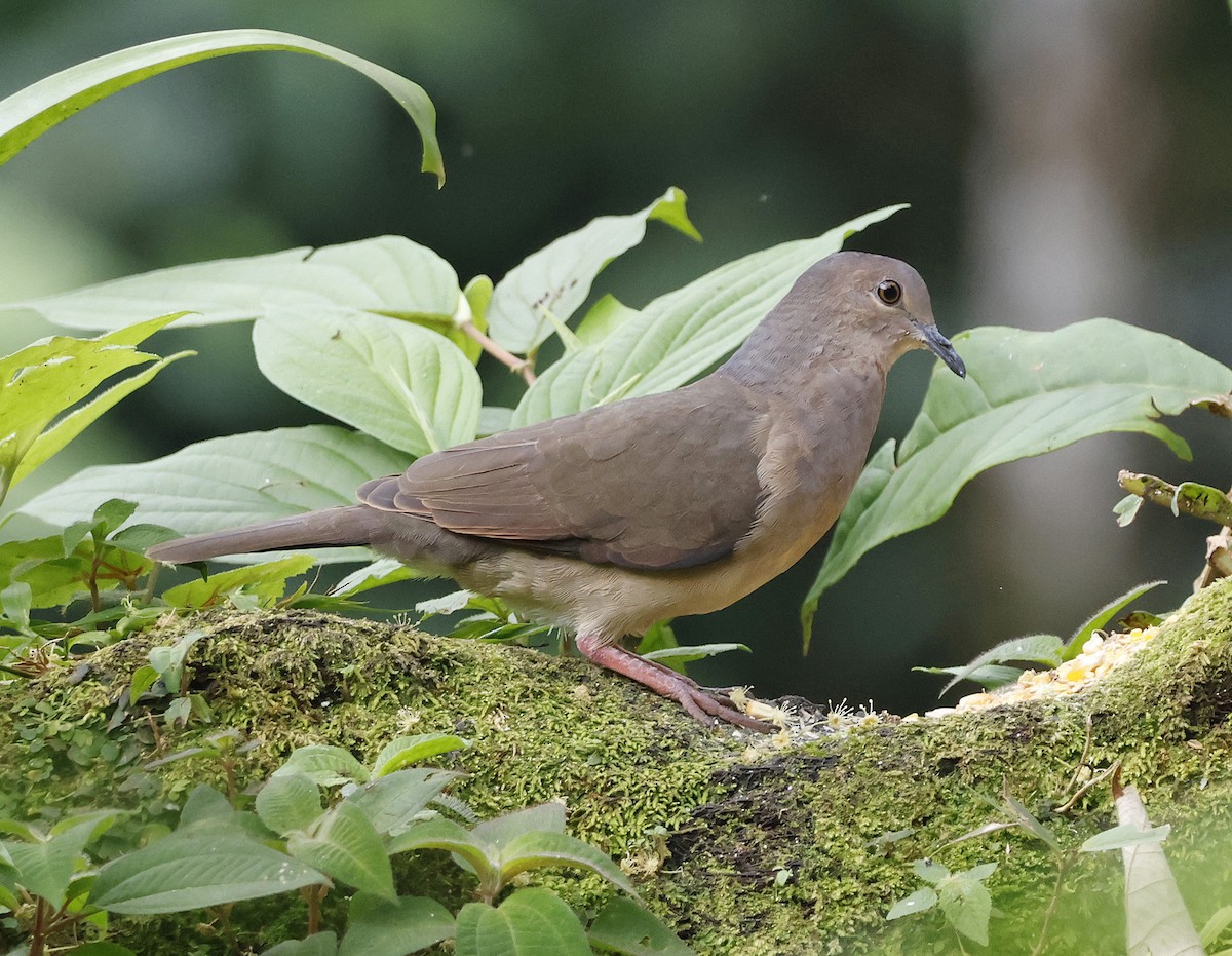Gray-fronted Dove - ML618872154