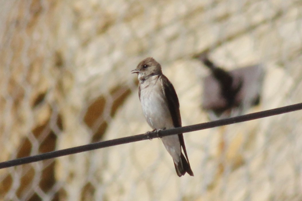 Northern Rough-winged Swallow - Jennifer Werrell
