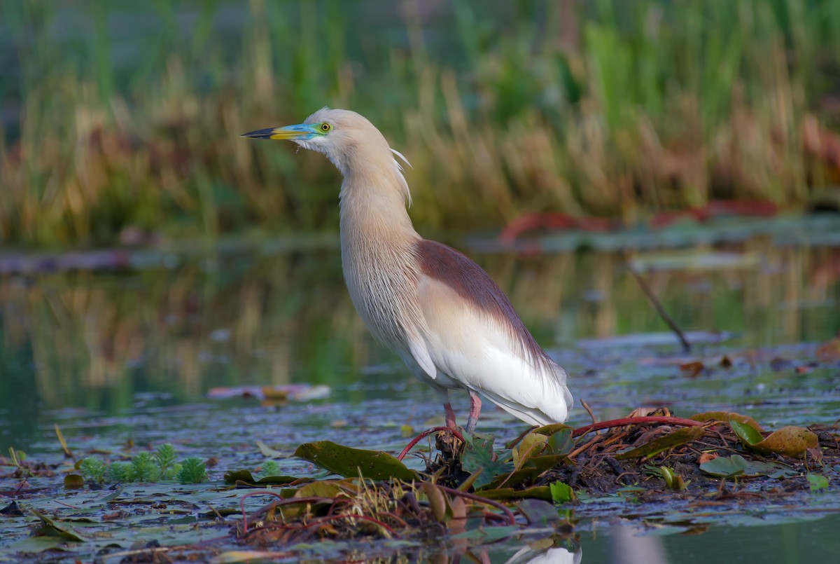 Indian Pond-Heron - Ansar Ahmad Bhat