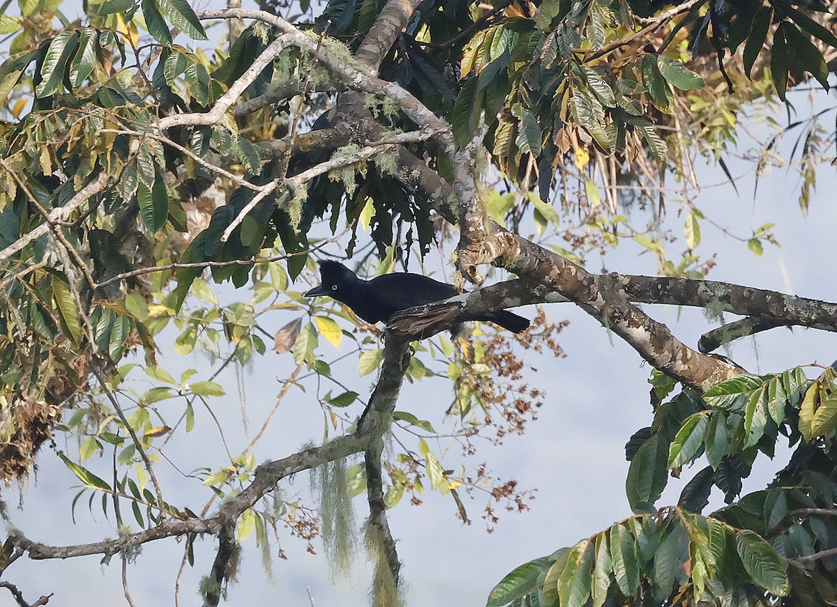 Amazonian Umbrellabird - ML618872212