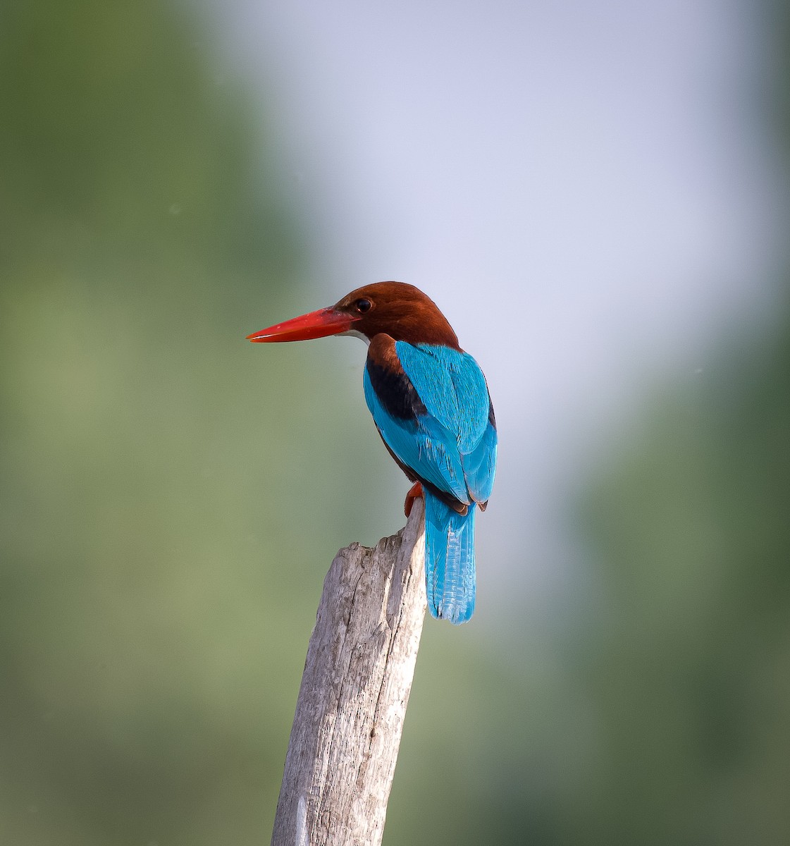 White-throated Kingfisher - Ansar Ahmad Bhat