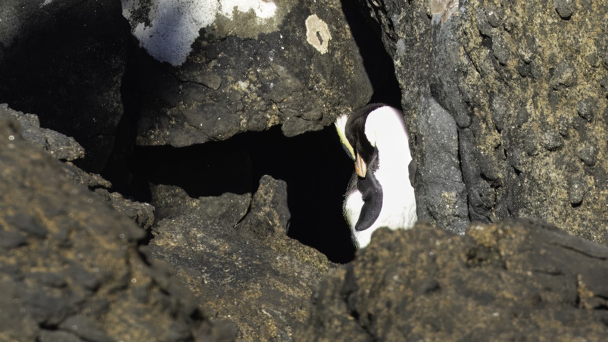 Fiordland Penguin - ML618872236