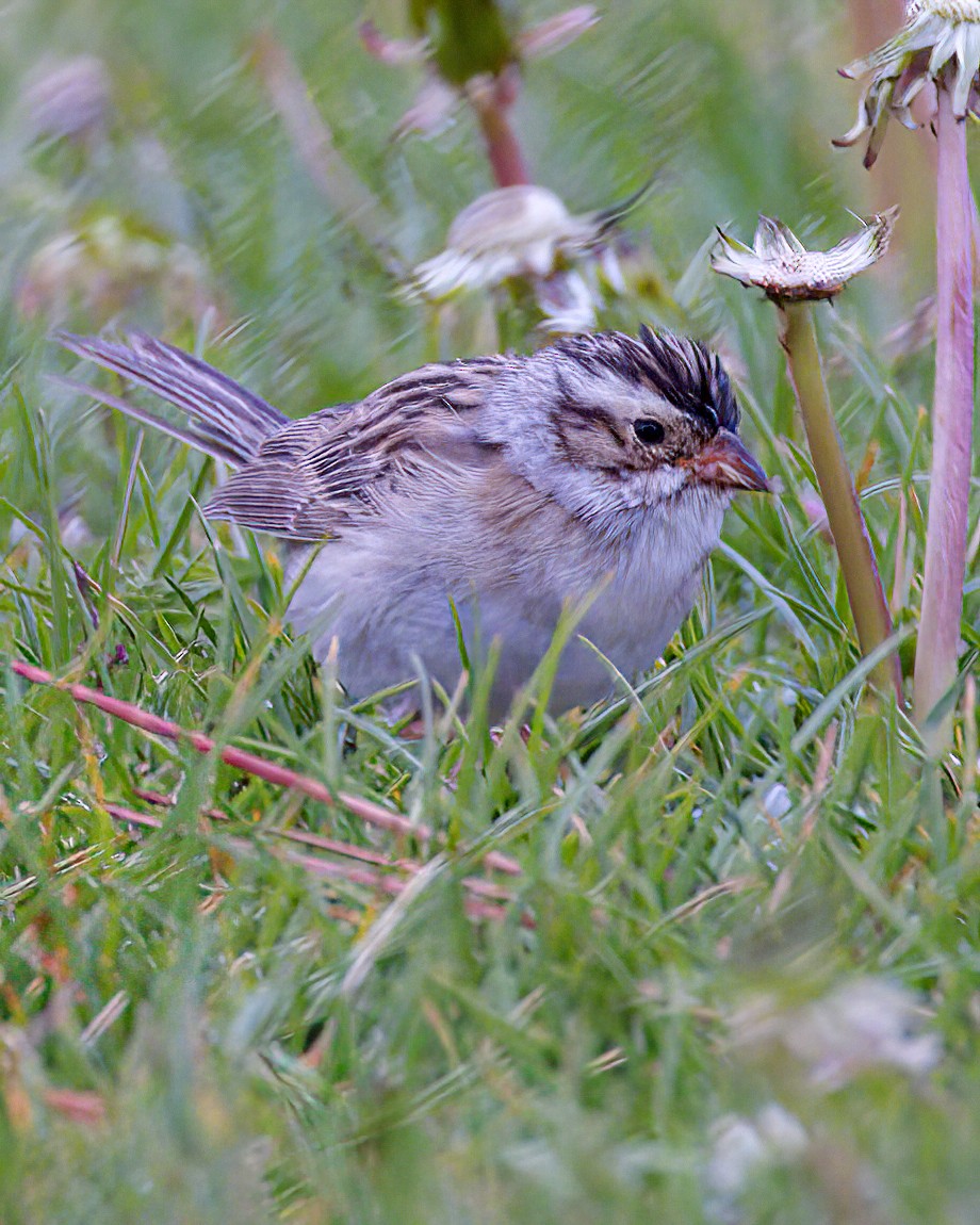 Clay-colored Sparrow - ML618872256