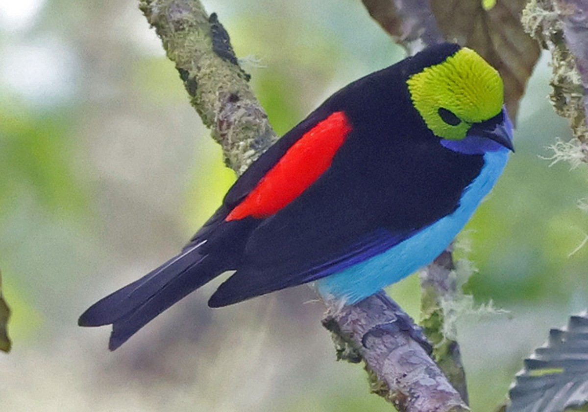 Paradise Tanager - ML618872258