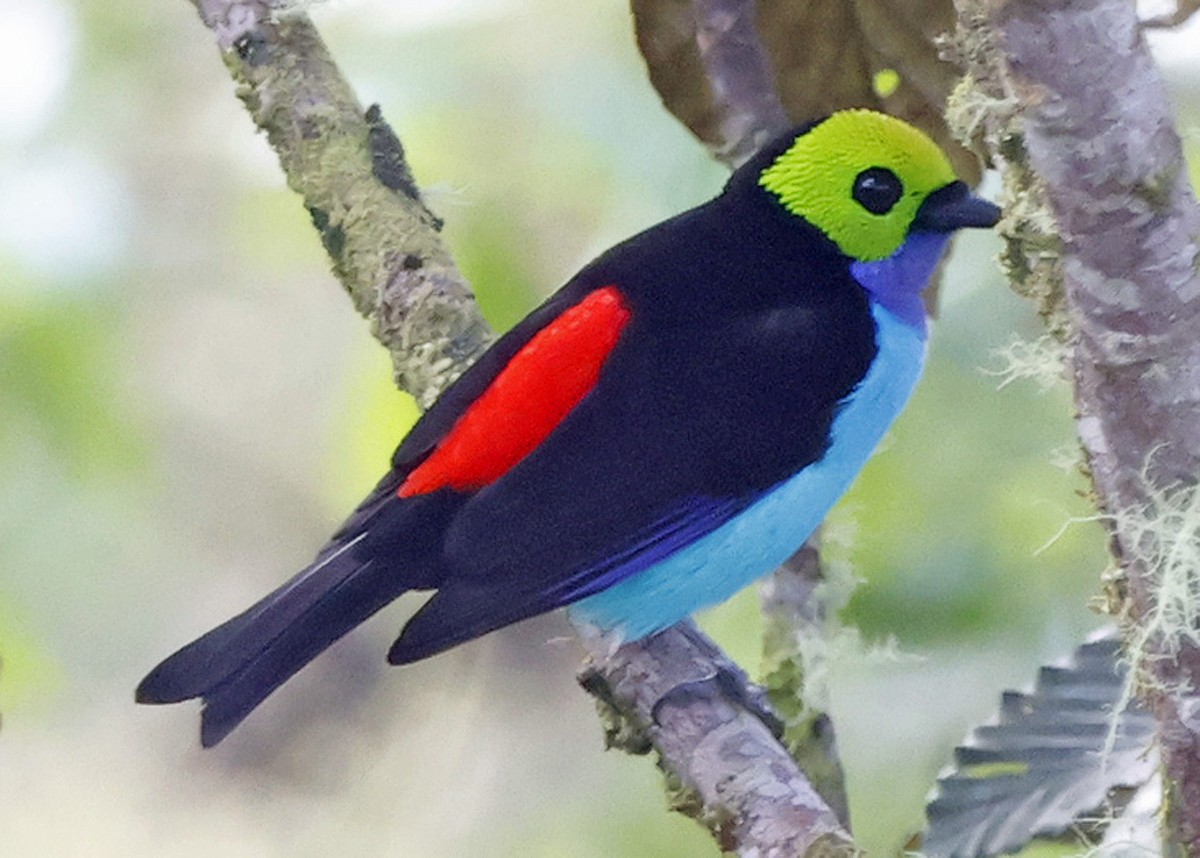 Paradise Tanager - ML618872262