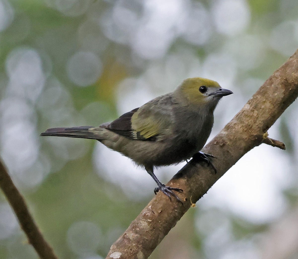 Palm Tanager - ML618872285