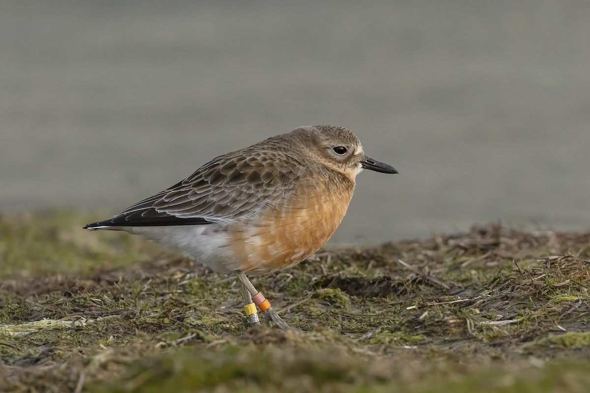 Red-breasted Dotterel (Southern) - ML618872385
