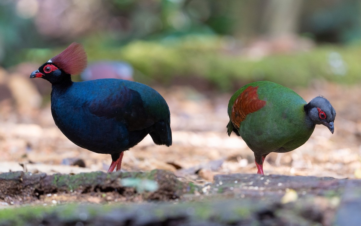Crested Partridge - ML618872403