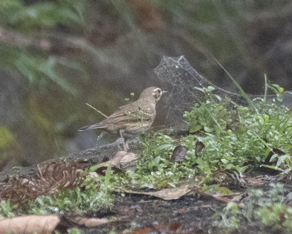 Olive-backed Pipit - ML618872439
