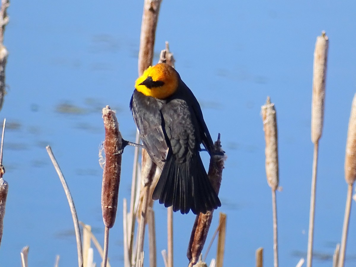 Yellow-headed Blackbird - Paul Foth