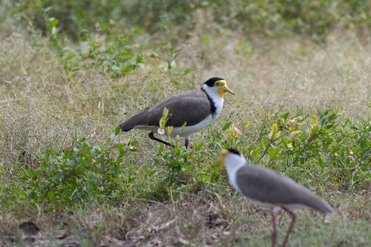 Masked Lapwing (Black-shouldered) - Max  Chalfin-Jacobs