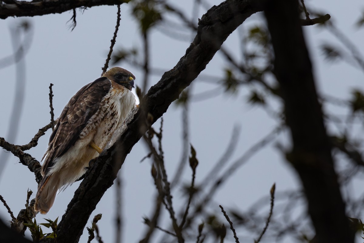 Red-tailed Hawk - ML618872534