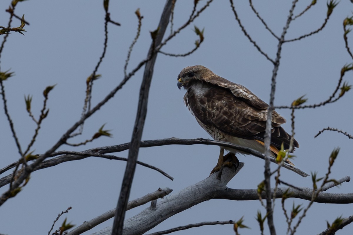 Red-tailed Hawk - ML618872535