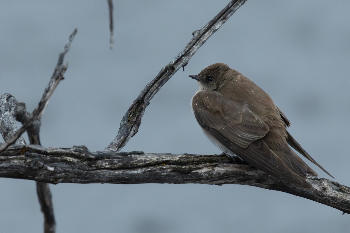 Northern Rough-winged Swallow - ML618872540