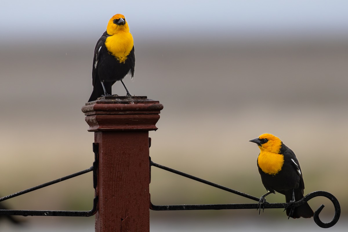 Yellow-headed Blackbird - Roger Kohn