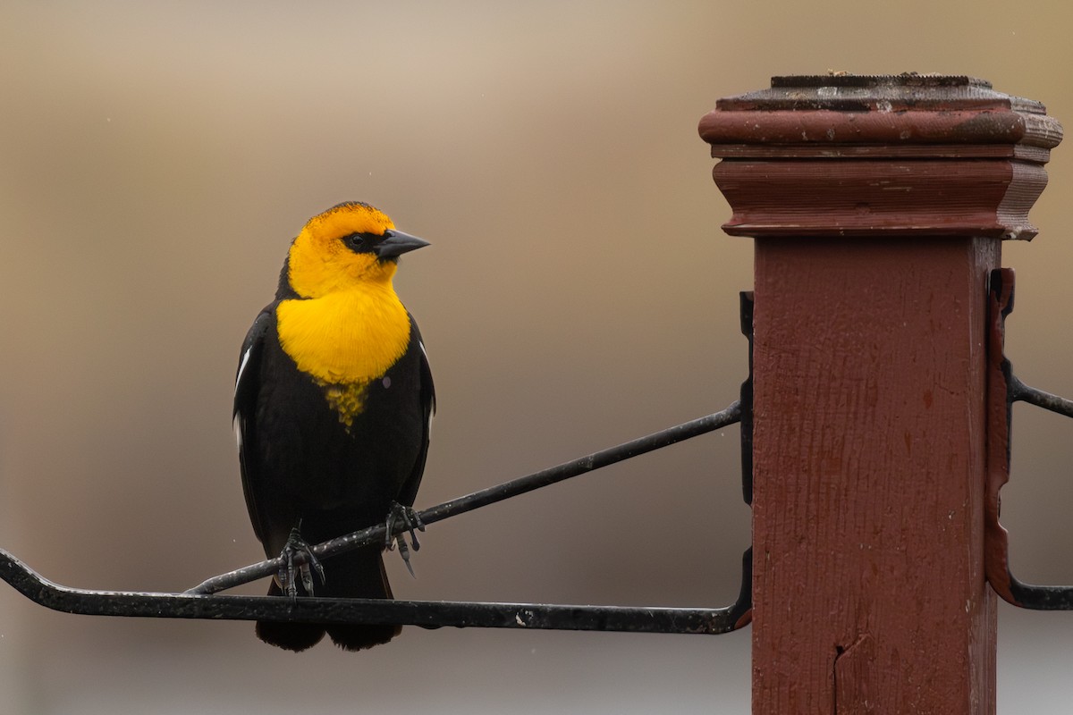 Yellow-headed Blackbird - Roger Kohn