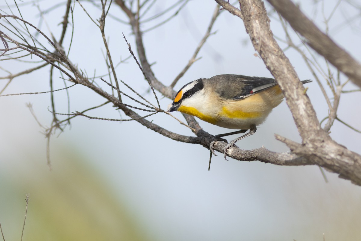 Striated Pardalote - Max  Chalfin-Jacobs