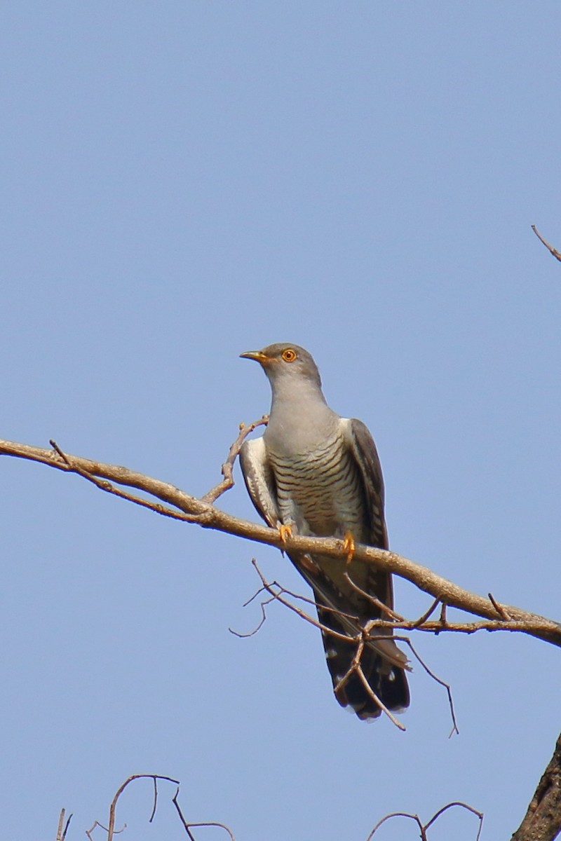 Common Cuckoo - ML618872562