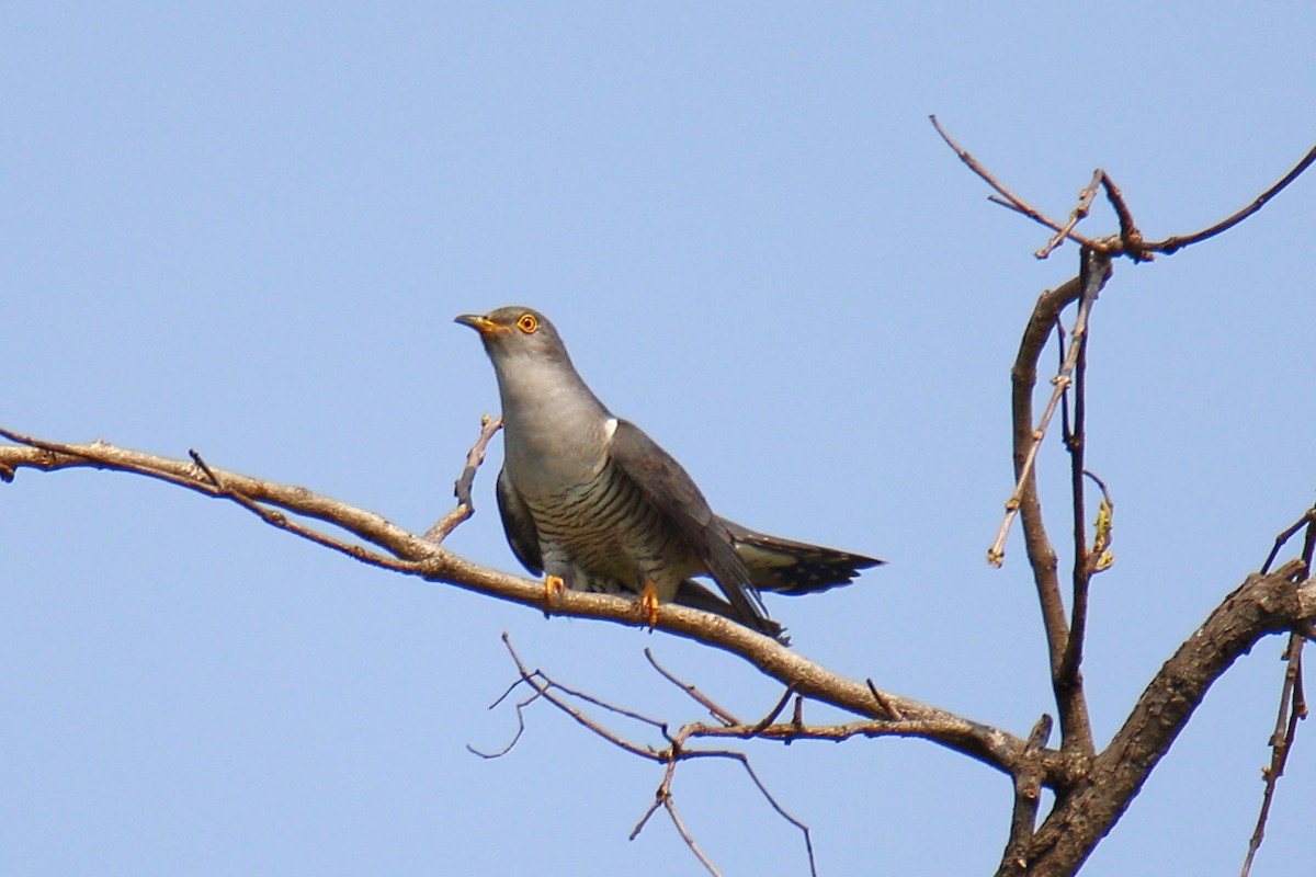 Common Cuckoo - ML618872563