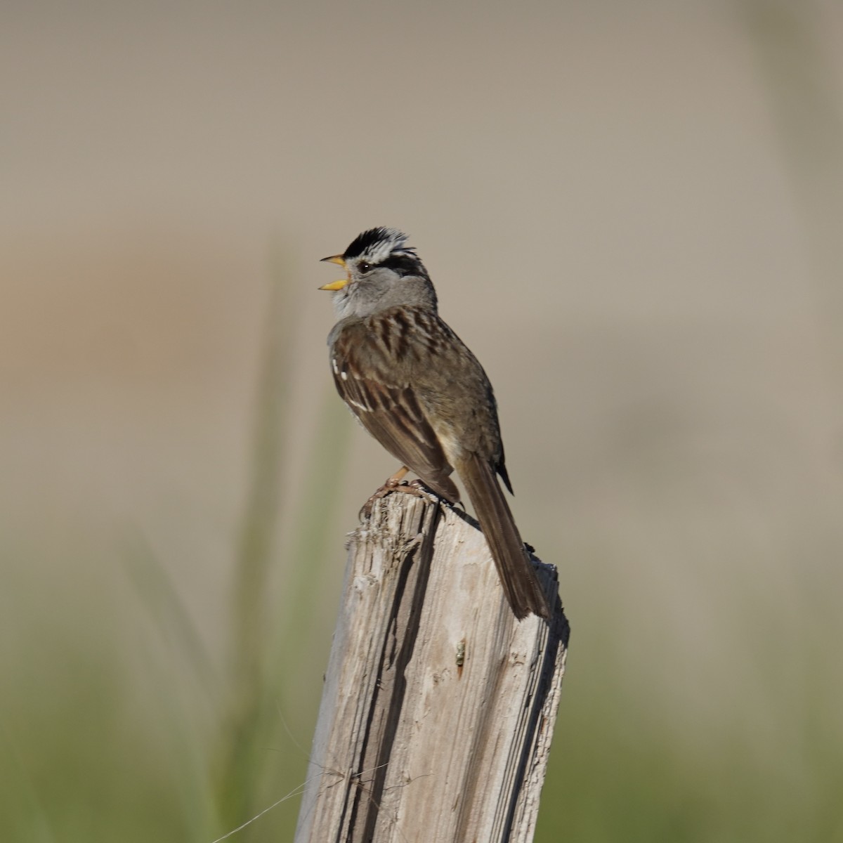 White-crowned Sparrow - Matthew Mottern