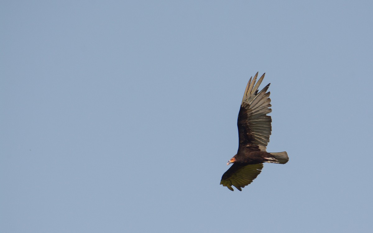 Lesser Yellow-headed Vulture - ML618872590
