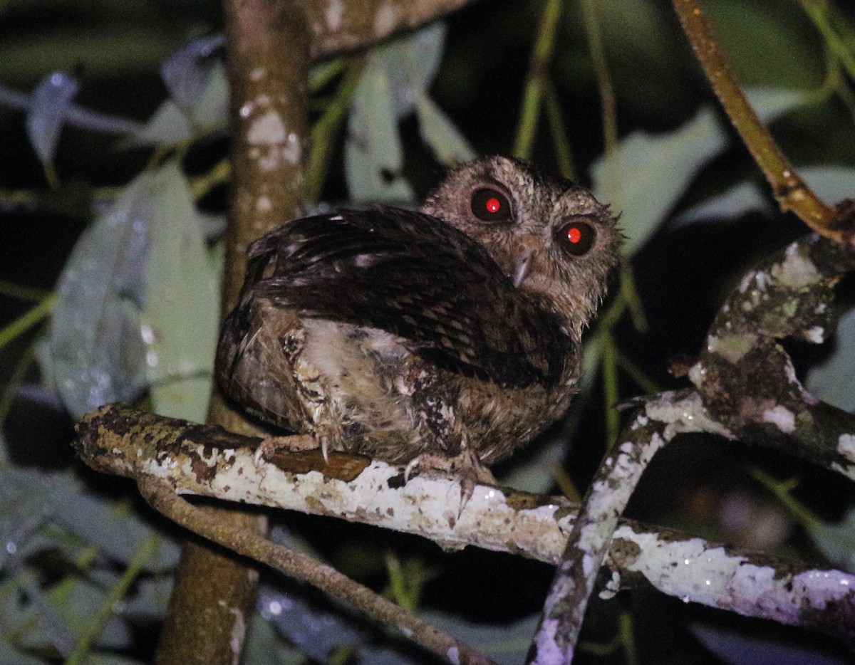 Sunda Scops-Owl - ML618872591