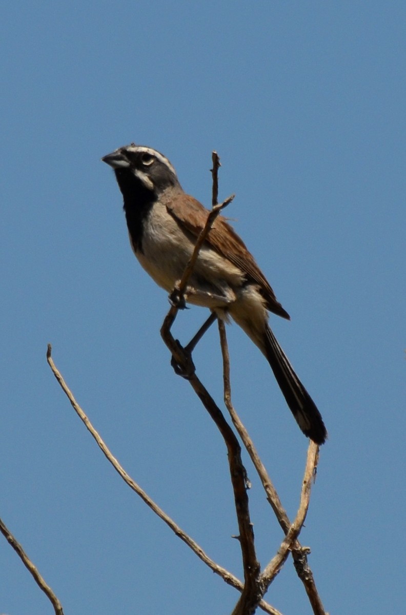 Black-throated Sparrow - ML618872605