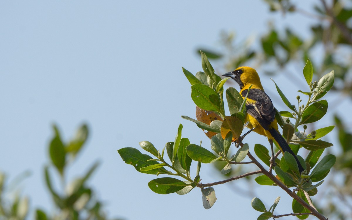 Yellow-tailed Oriole - ML618872632