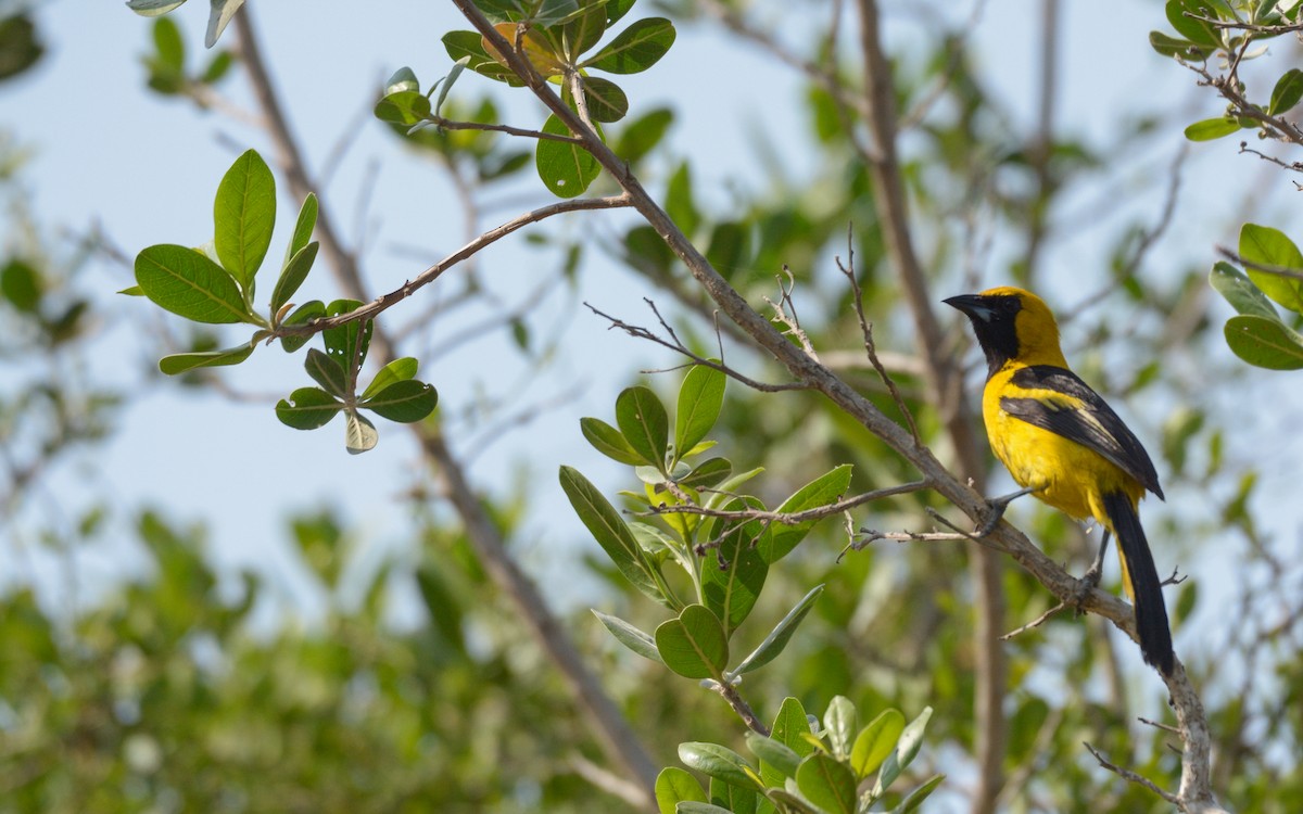 Yellow-tailed Oriole - ML618872633