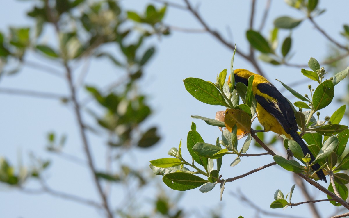 Yellow-tailed Oriole - ML618872634