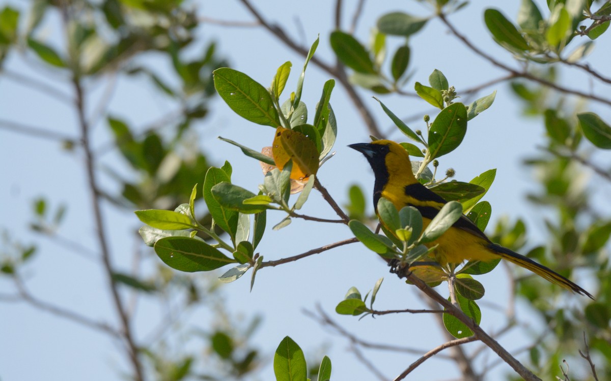 Yellow-tailed Oriole - ML618872635
