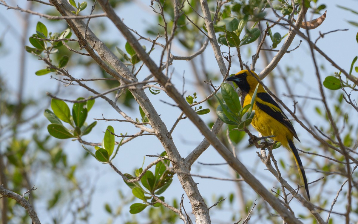 Yellow-tailed Oriole - ML618872636