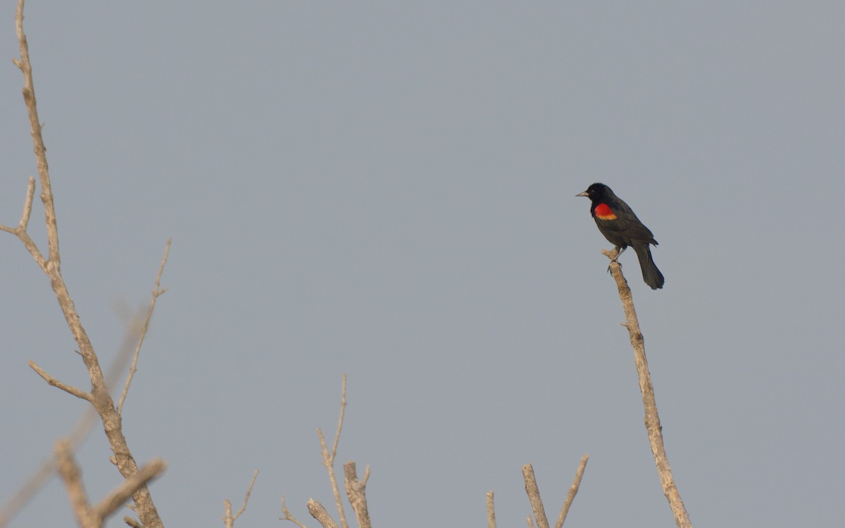 Red-winged Blackbird (Red-winged) - Luis Trinchan