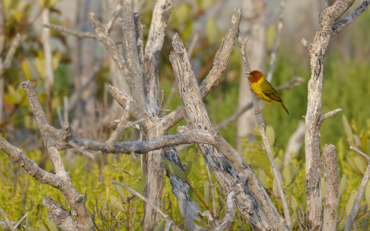 Yellow Warbler (Mangrove) - Luis Trinchan